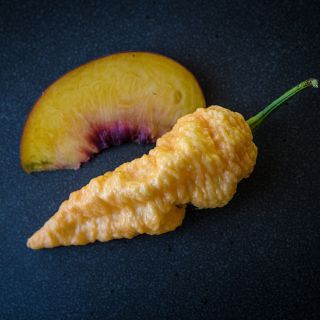 Jay's Peach Bhut Jolokia with peach slice on dark blue background.
