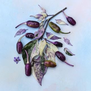 Jigsaw Pepper with colorful foliage on light multicolored background.