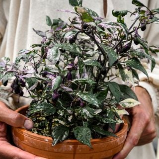 Jigsaw Pepper Plant in pot.