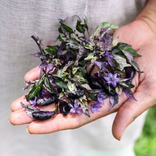 Jigsaw Pepper with colorful foliage in hand.
