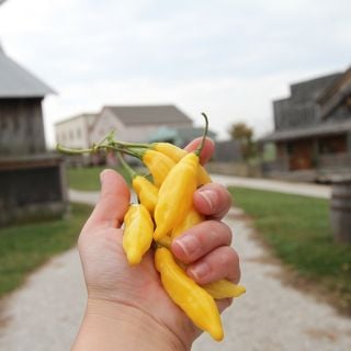Lemon Drop Pepper held out in Baker Creek Village.