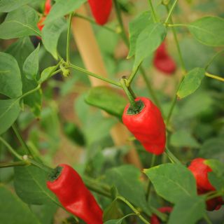 Leutschauer Paprika Peppers still on plant.