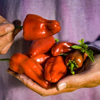 Leutschauer Paprika Pepper in gardeners hand.