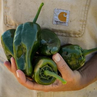 Overflowing handful Poblano Peppers