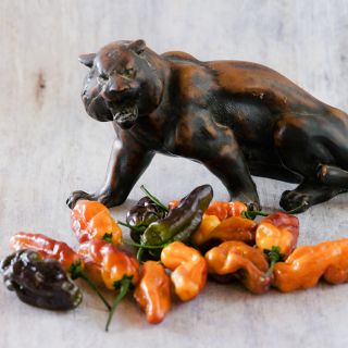 Puma Peppers with cat statue