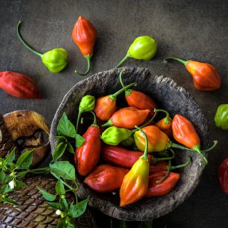Rain Forest Pepper with parrot figure.