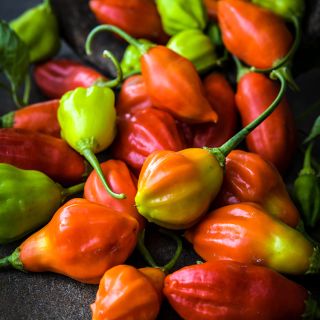 Rain Forest Pepper close-up