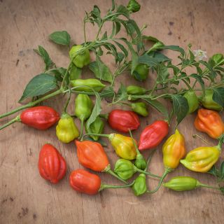 Rain Forest Pepper still on vine.