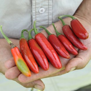 Serrano Tampequino Peppers laid out in hand.