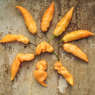 Sugar Rush Peach Peppers ariel view on wooden table top.