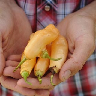 Small handful Sugar Rush Peach Peppers.