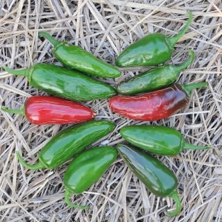 Tam Jalapeno Peppers in a bed of straw.