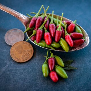 Thai Red Chili Peppers in teaspoon with coins for size reference.