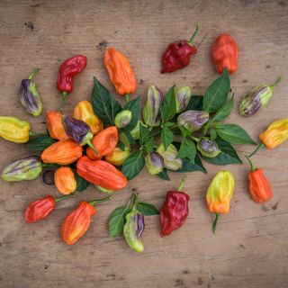 Tobago Seasoning Pepper with foliage on wooden countertop.