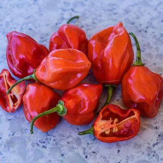 West Indies Red Habanero Peppers on blue marbled background.
