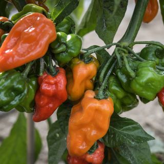 West Indies Red Habanero Peppers on plant in garden.