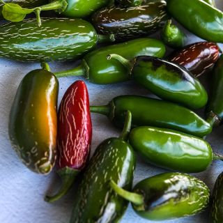 Zapotec Jalapeno Peppers in various maturity stages.