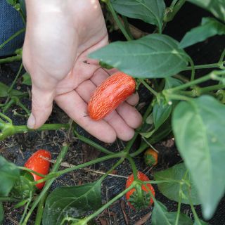 Orange Spice Jalapeno still on the plant.