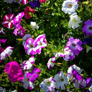 Petunia Balcony Mix growing in garden.