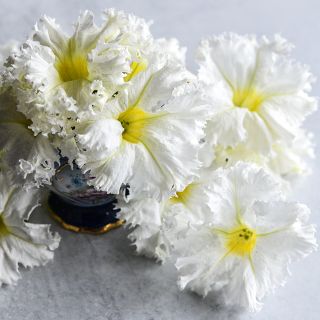 Large Lace Veil Petunia flowers arranged on a gray background.