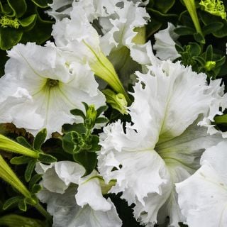 Large Lace Veil Petunia flowers growing in garden.