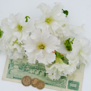 Large Lace Veil Petunia flowers arranged on a gray background.