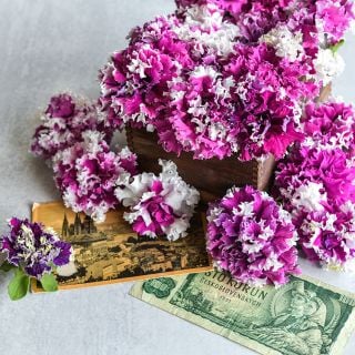 Greetings from Jaromer Petunias on light background with Czech postcard