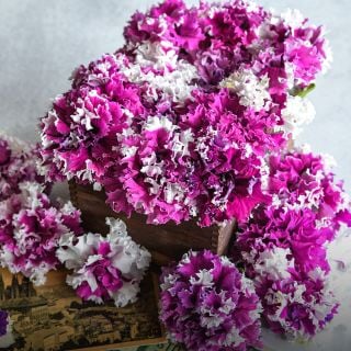 Close-up of Greetings from Jaromer Petunia flowers.