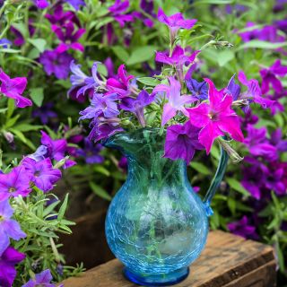 Sparklers Petunia in clear blue water jug in garden background.