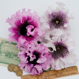 Close-up overhead view of Superbissima Cerny's Triumph Mix Petunia flowers.