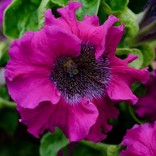 Superbissima Cosmic Cherry Petunia blooming in garden.
