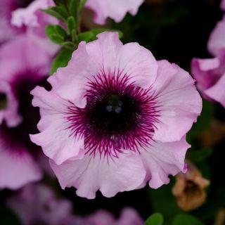 Macro detail of the inside of a Superbissima Giant Alba Petunia.