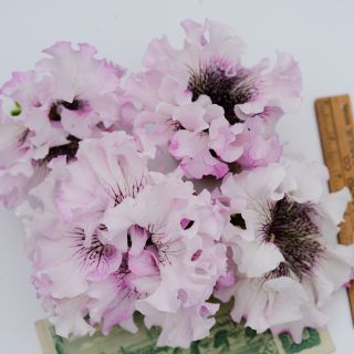 Superbissima Giant Alba Petunias with a ruler and postcard from the Czech Republic.