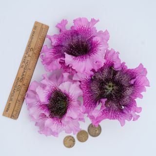 Close-up of Superbissima Giant Rose Petunias on a light background.

