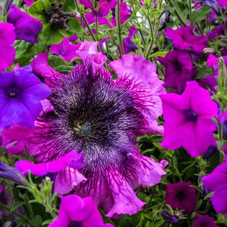 Superbissima Cosmic Cherry Petunia blooming in garden.