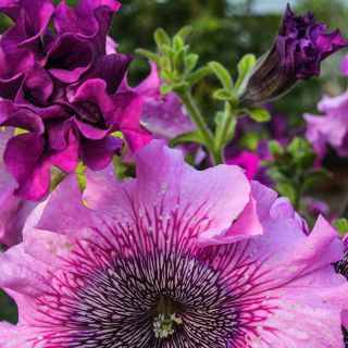 Close-up of Superbissima Giant Rose Petunias growing in garden.
