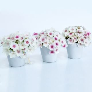 A row of three Blushing Bride Phlox floral arrangements in identical white vases on a white background.