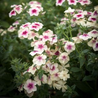 Cherry Caramel Phlox growing in garden.