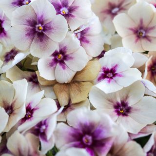 Close-up Cherry Caramel Phlox.