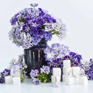 Sugar Stars Phlox bouquet with sugar cubes.

