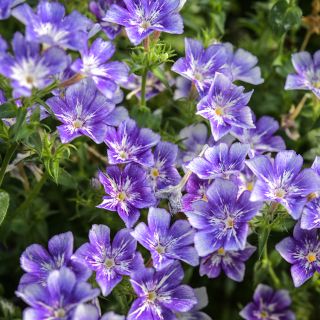 Sugar Stars Phlox growing in garden.
