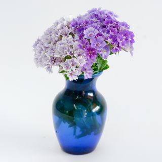 Sugar Stars Phlox bouquet in blue vase against white background.