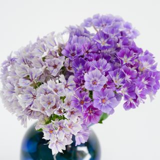 Sugar Stars Phlox bouquet showing two color variations.
