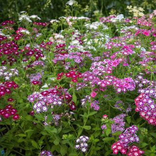 Twinkles Dwarf Mix Phlox blooming in garden.