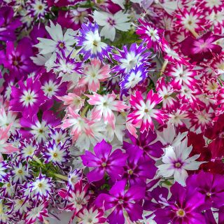 Close-up Twinkles Dwarf Mix Phlox bouquet.