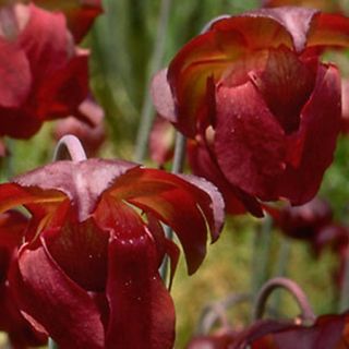 Dramatic red blooms of the Carnivorous White Topped Pitcher Plant blooming in a field.