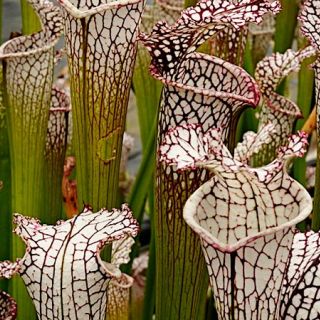 White and red veined Carnivorous White Topped Pitcher Plants growing in the garden.