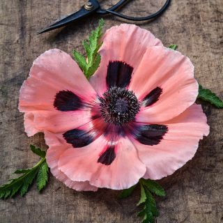 A single Pizzicato Poppy bloom with foliage and w vintage pair of gardening shears on a wood background.