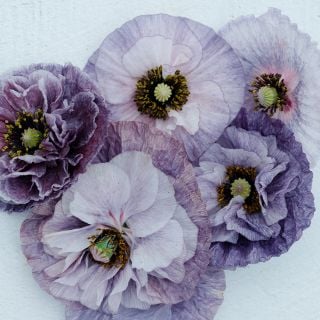 Amazing Grey Poppy blooms in varying shades on white background.