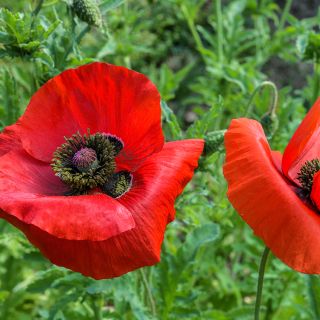 American Legion Poppy growing in garden.